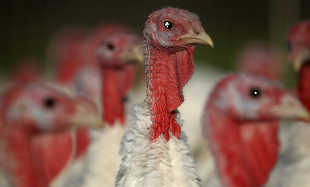 Detectan el primer caso de gripe aviar en animales de granja en España