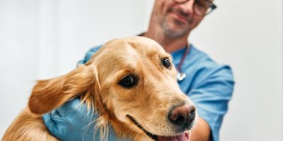 Los veterinarios de CyL recuerdan la importancia de cumplir con la desparasitación y el calendario de vacunación de las mascotas