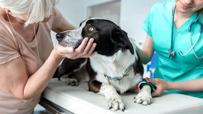 Los veterinarios de Castilla y León inician una nueva formación masiva como rastreadores epidemiológicos de Coronavirus