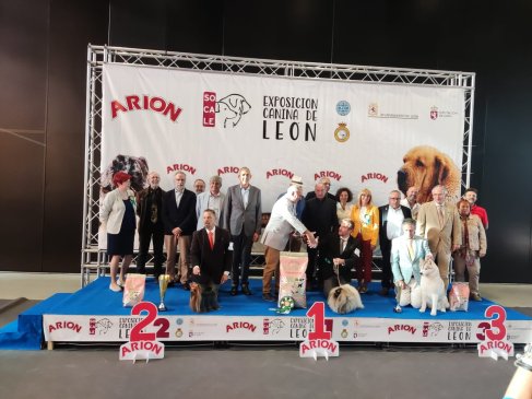 Cerca de 800 ejemplares en las exposiciones caninas de este fin de semana en León