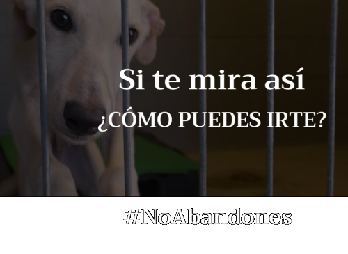 Miradas Rotas: No abandones