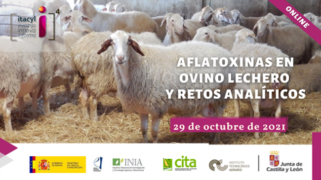 Aflatoxinas en ovino lechero y retos analíticos