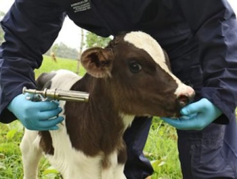 El Consejo autonómico pide a la Junta que se analice la escasez de veterinarios de campo que sufre a día de hoy la Comunidad