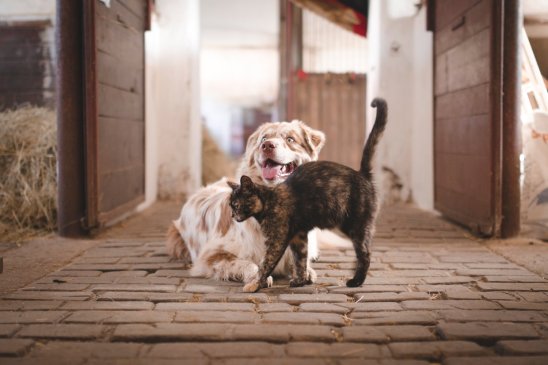Los veterinarios advierten de la necesidad de reforzar la desparasitación a mascotas y animales de producción en primavera 