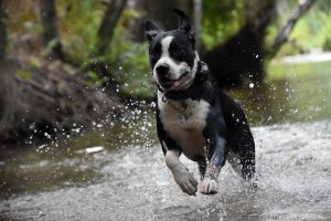 Los veterinarios advierten del riesgo de golpes de calor y deshidratación si no se protege a las mascotas de las altas temperaturas