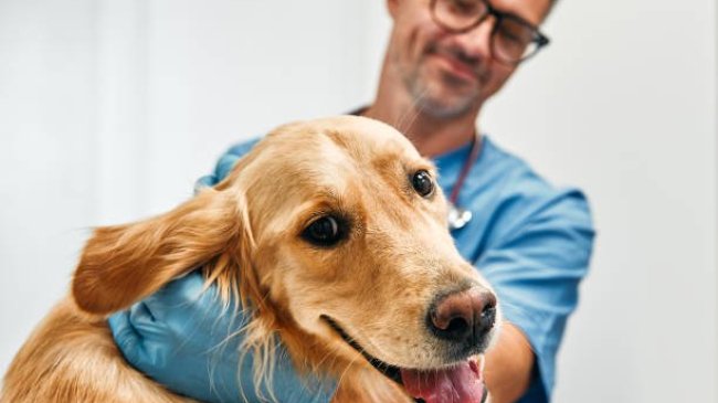 Los veterinarios de CyL recuerdan la importancia de cumplir con la desparasitación y el calendario de vacunación de las mascotas
