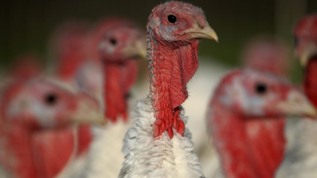 Detectan el primer caso de gripe aviar en animales de granja en España